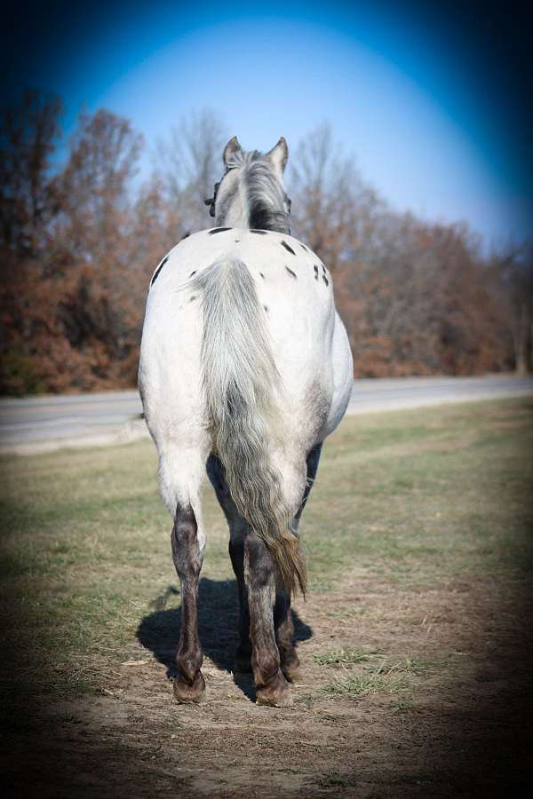 ranch-work-quarter-pony