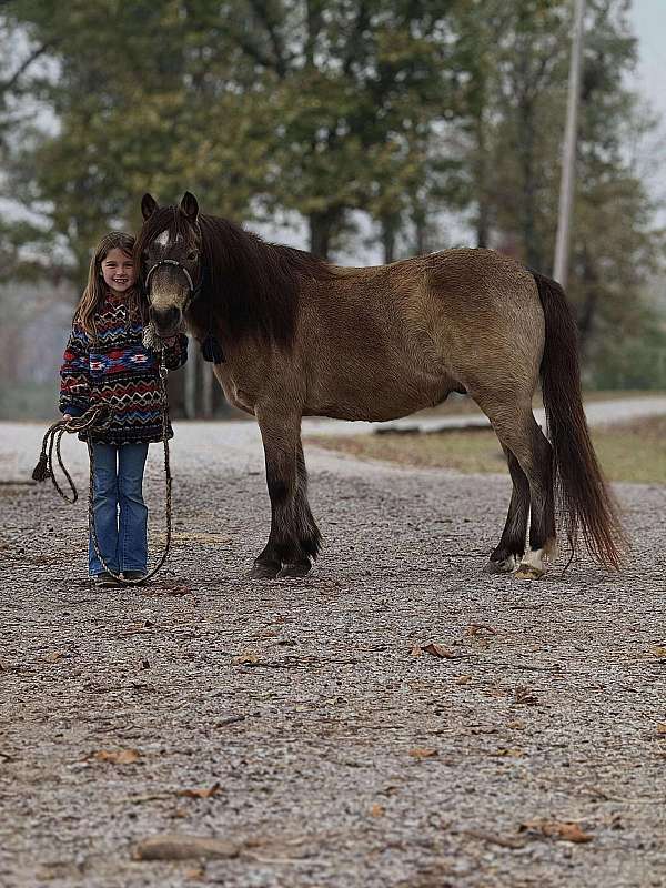 beginner-safe-pony