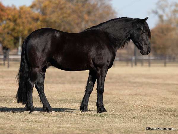 black-none-horse