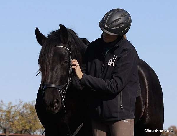 draft-friesian-horse