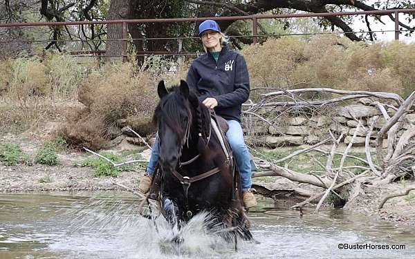 trail-friesian-horse