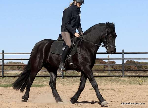 trick-friesian-horse