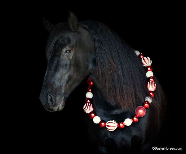 athletic-friesian-horse