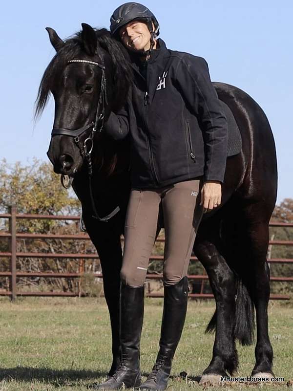 beginner-friesian-horse