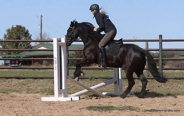 experienced-friesian-horse