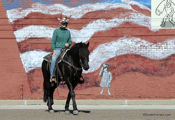 flashy-friesian-horse