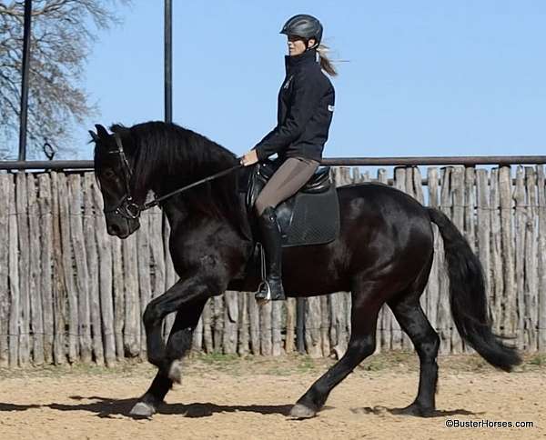 ranch-versatility-friesian-horse