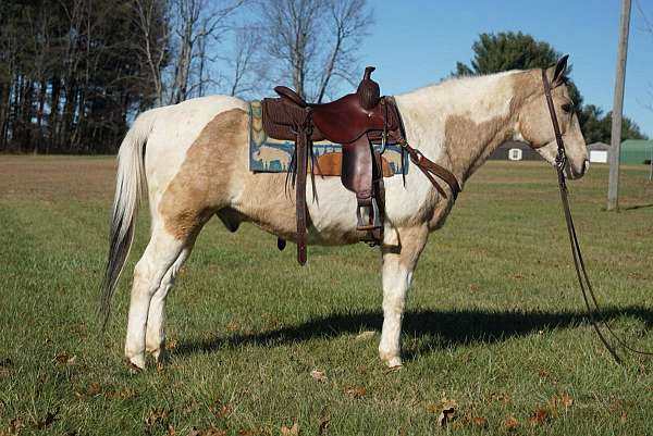 buckskin-tobiano-4-stockings-horse