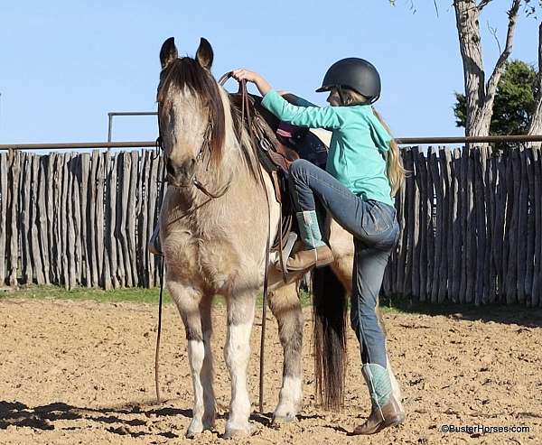 paint-quarter-horse