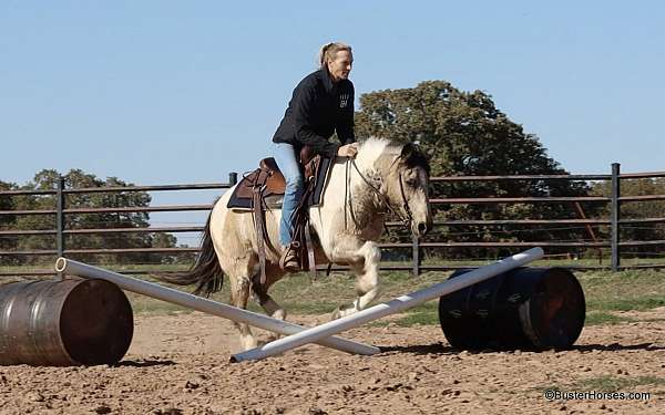 trail-quarter-horse