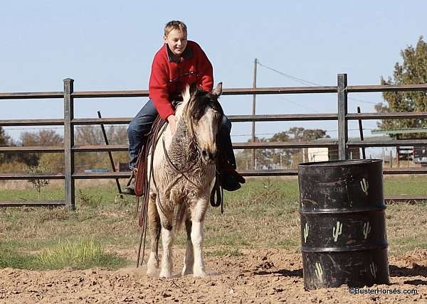 athletic-quarter-horse