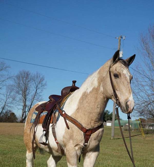 ranch-work-quarter-horse