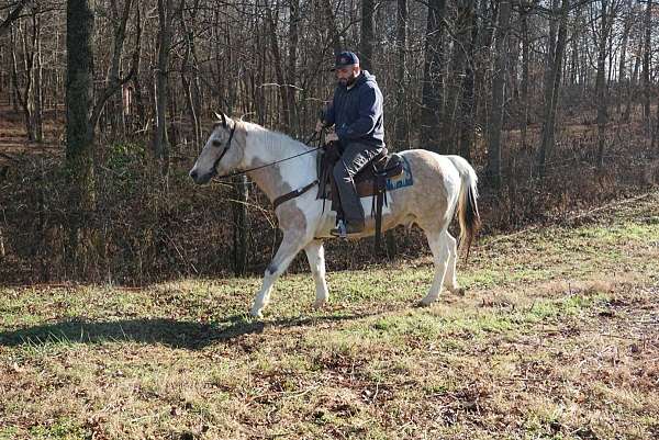 all-around-quarter-horse