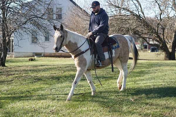 family-horse-quarter