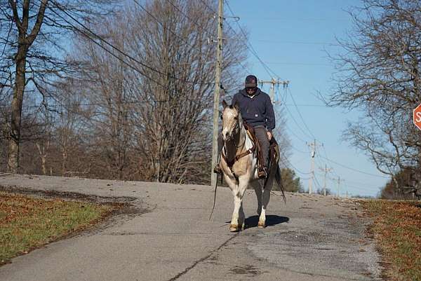 trail-quarter-horse