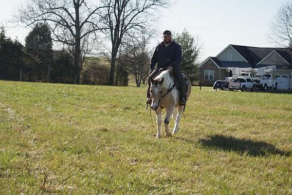 athletic-quarter-horse