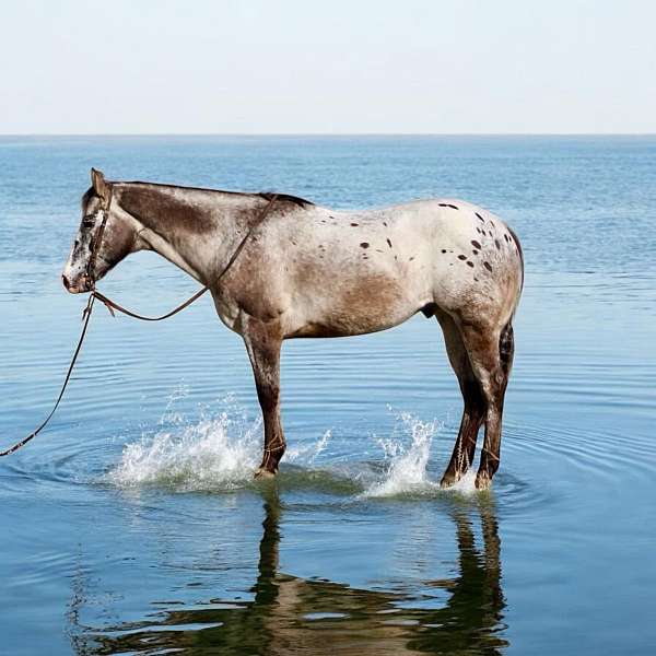 ranch-work-quarter-horse