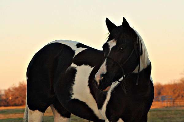 ranch-work-quarter-horse