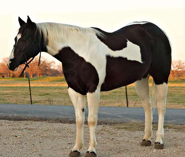 beginner-safe-quarter-horse