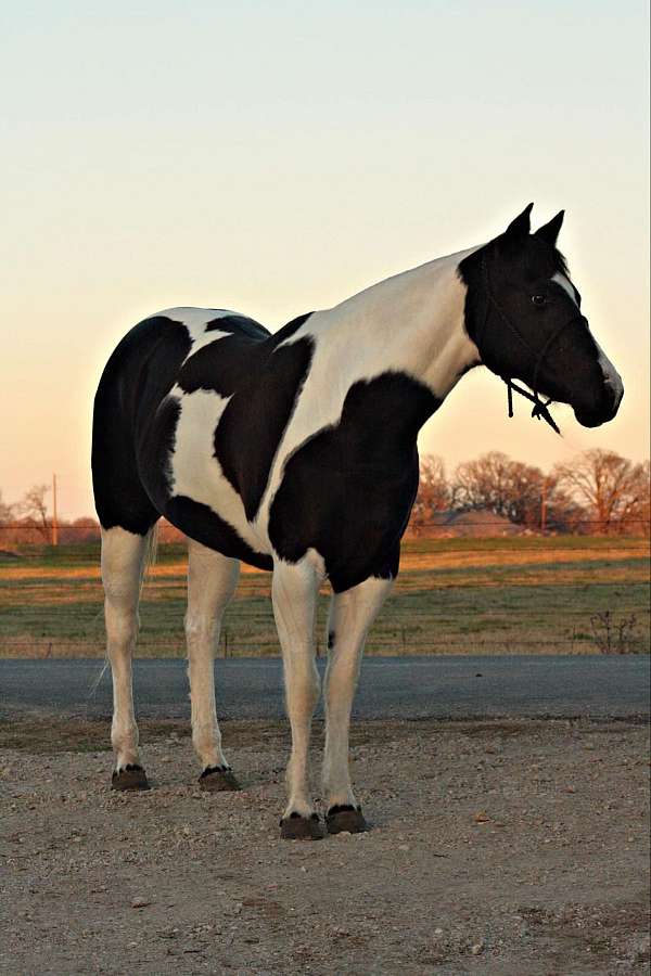 family-horse-quarter