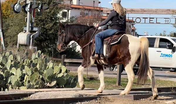 beginner-quarter-horse