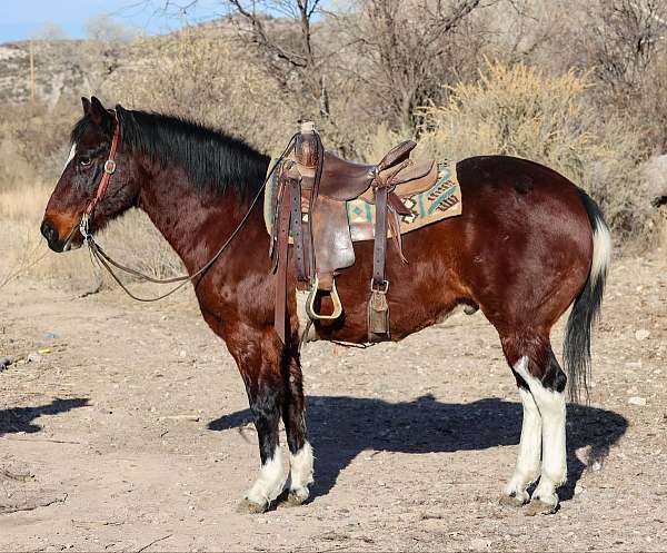 quarter-horse