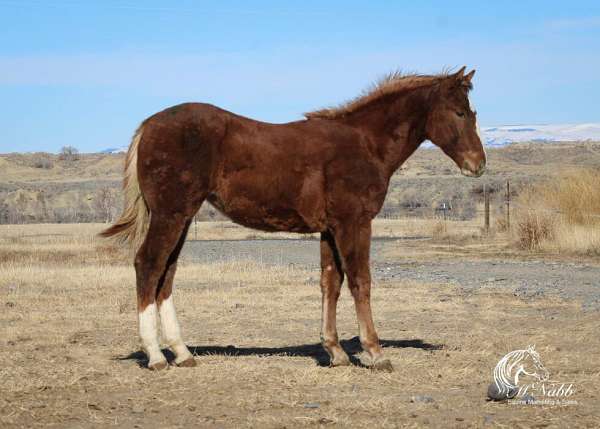 grey-sorrel-draft-mare