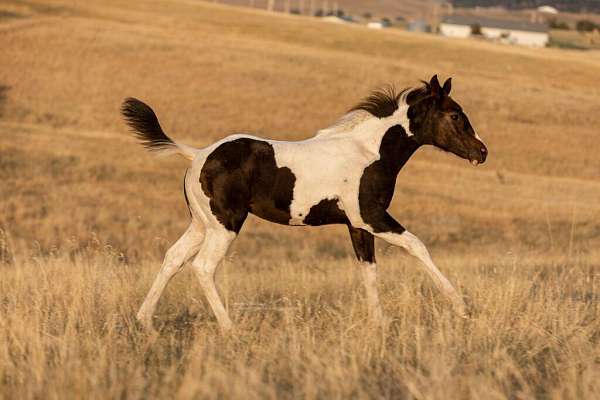 all-around-pinto-horse