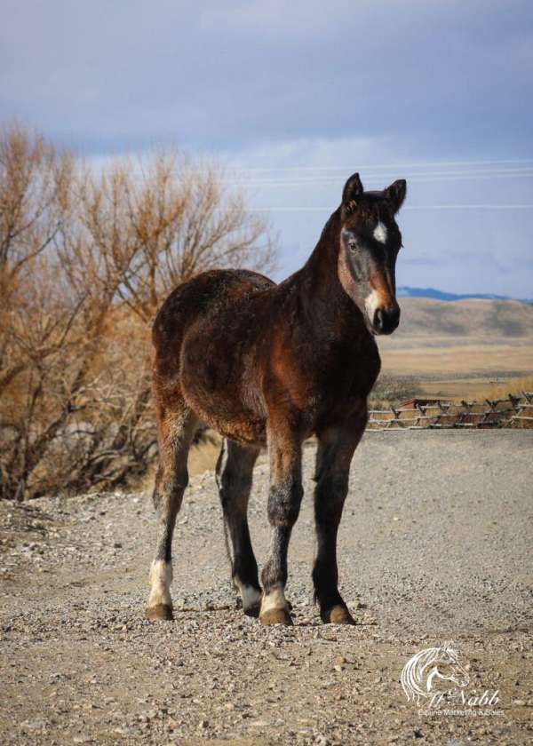 all-around-draft-horse