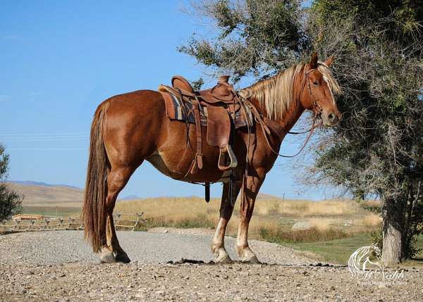 all-around-draft-horse