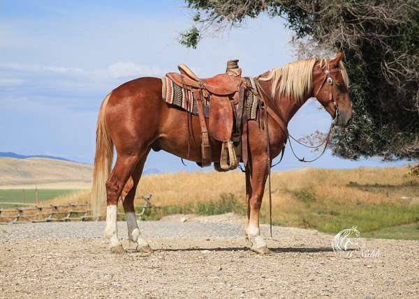 all-around-draft-horse