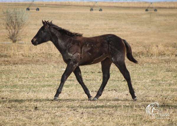 athletic-quarter-horse