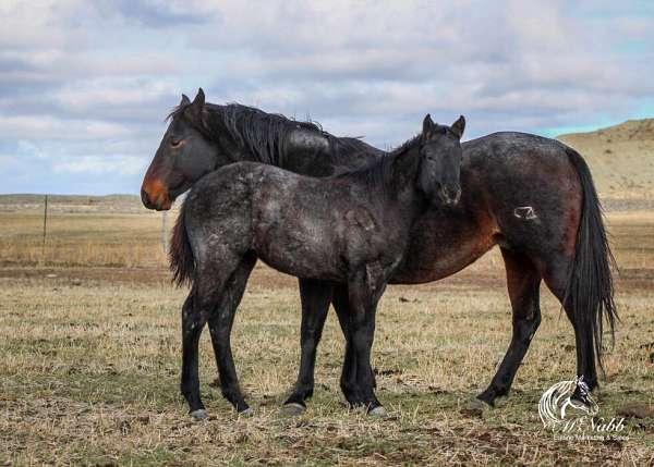 athletic-quarter-horse