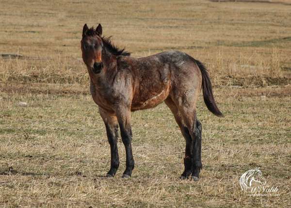 athletic-quarter-horse