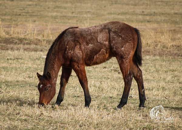 athletic-quarter-horse