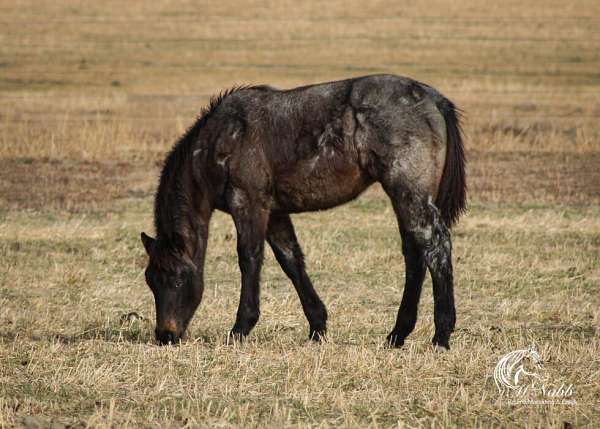 athletic-quarter-horse