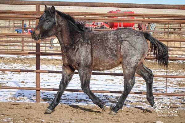 athletic-quarter-horse