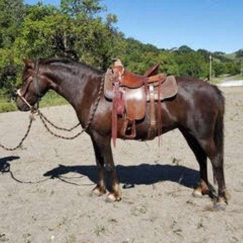 amazing-disposition-morgan-horse