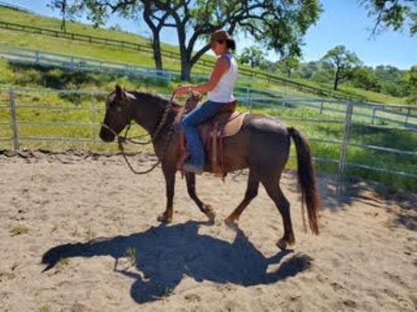 bloodlines-are-morgan-horse