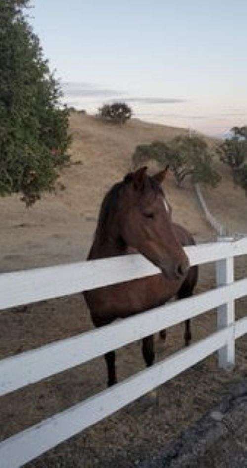 bosal-morgan-horse