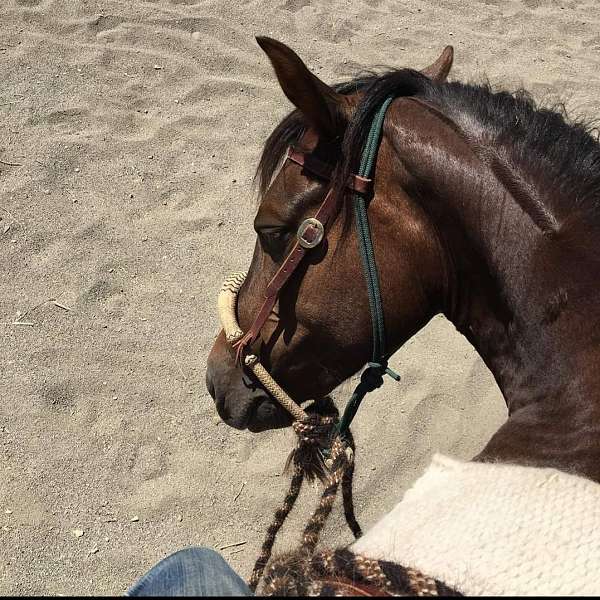 cattle-sorting-morgan-horse