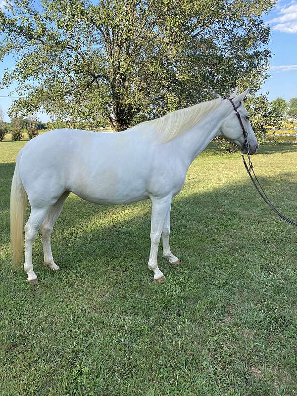 champagne-white-parade-horse