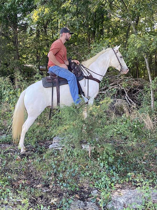 champagne-white-spotted-spotted-saddle-for-sale