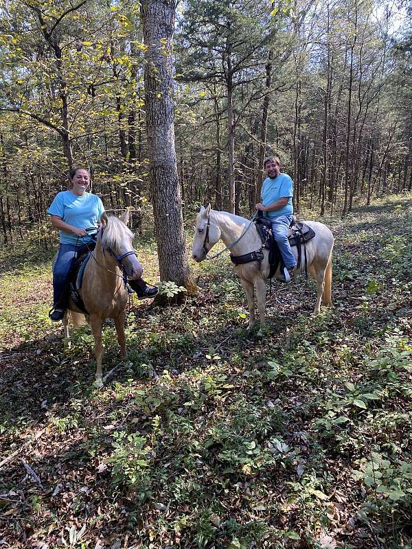 gaited-spotted-saddle-horse