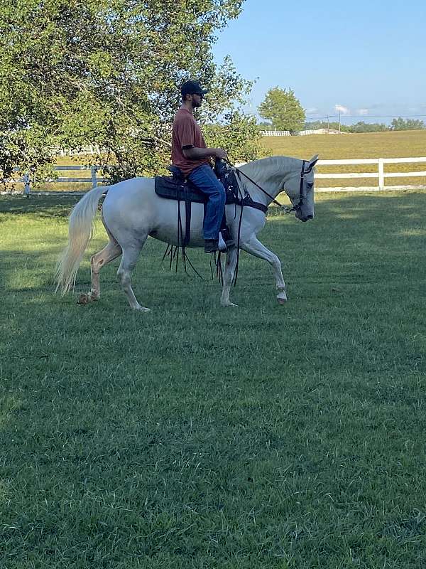 husband-safe-spotted-saddle-horse