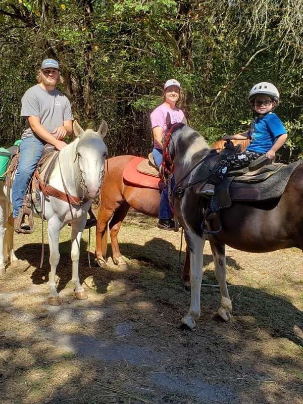 kid-safe-spotted-saddle-horse