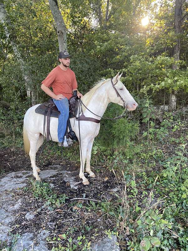 parade-spotted-saddle-horse