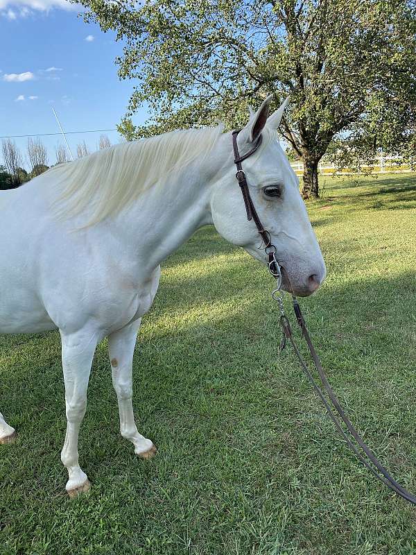 ridden-western-spotted-saddle-horse