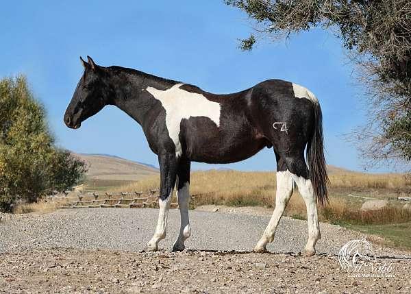 athletic-draft-horse