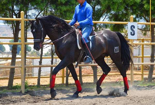 small-white-star-horse